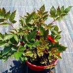 Astilba Arendsova (Astilbe arendsii) ‘MAGGIE DALEY’ - kont. C2L